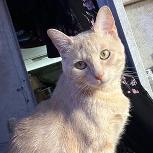 Givy listing 💕💕🐈